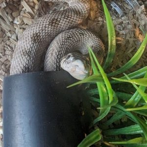 Black Poly Tube Hides 6 Inch Length